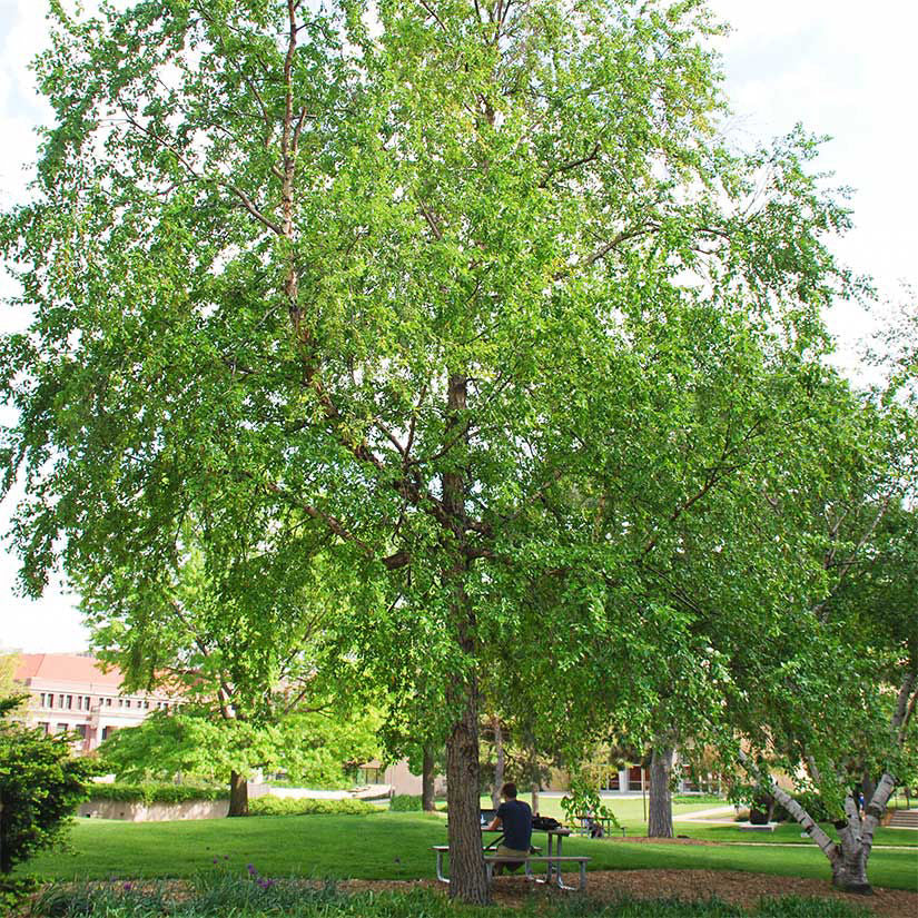 River Birch Betula nigra Live Tree - Bareroot 12–18" Tall, Zones 4–9