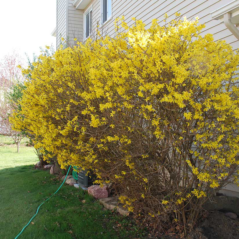 Forsythia Bush Bare Root 10–12" Live Plant | 1–2 Years Old | Early Spring Yellow Flowers | 6–10 ft Mature Height