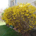 Forsythia Bush Bare Root 10–12" Live Plant | 1–2 Years Old | Early Spring Yellow Flowers | 6–10 ft Mature Height