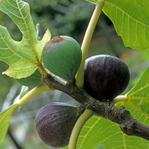 Beer’s Black Dwarf Fig Tree – Ficus carica – Bare Root Starter, Self-Fertile, Dwarf Patio Fig