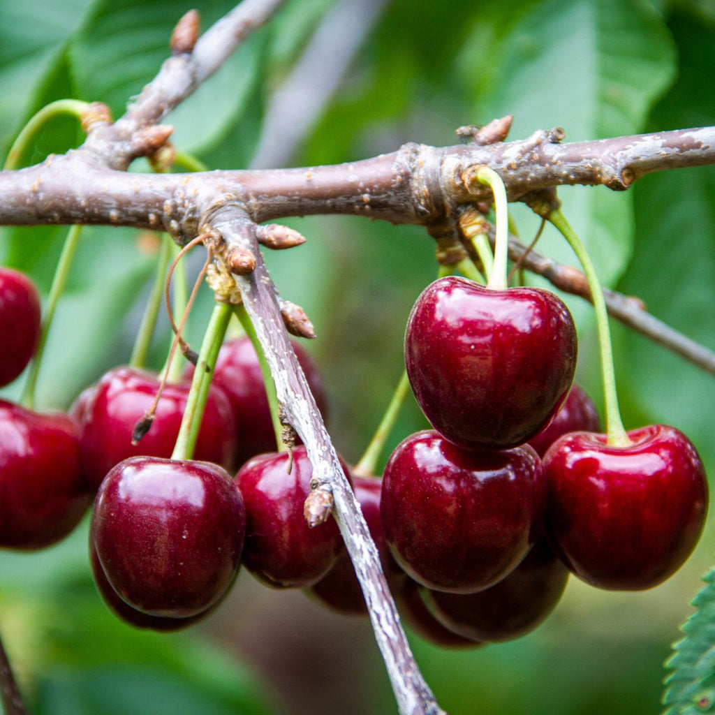 Lapins Cherry Tree - 3 ft Semi-Dwarf Bare Root, Self-Pollinating, High Yield