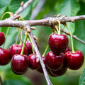 Lapins Cherry Tree - 3 ft Semi-Dwarf Bare Root, Self-Pollinating, High Yield
