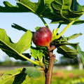 Chicago Hardy Fig Tree (Ficus carica) – Live, Cold-Hardy, Self-Fertile, In Ground or Container