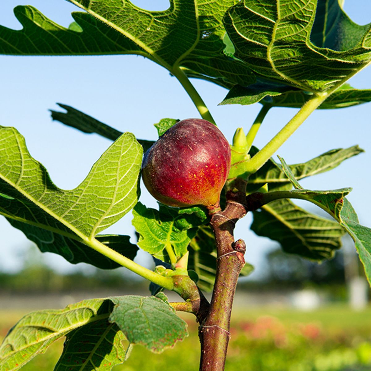 Chicago Hardy Fig Tree (Ficus carica) – Live, Cold-Hardy, Self-Fertile, In Ground or Container