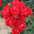 Eternity Red Rose Cuttings (3 unrooted) Rosa Eternity Red – For Rooting & Grafting