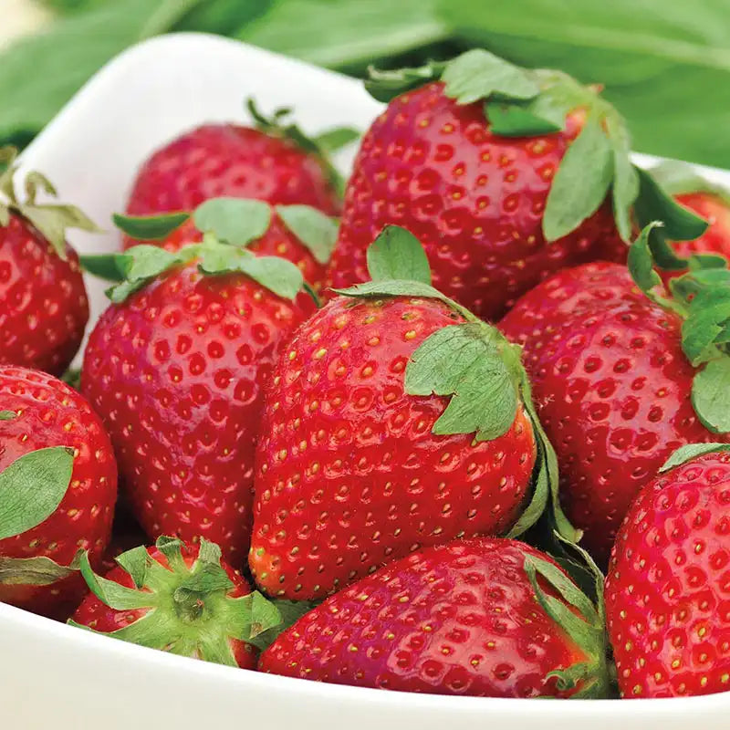 Albion Strawberry Plants (10 Bare Root) – Day-Neutral Everbearing, Large Sweet Berries