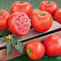 Goliath Tomato Live Plants — 2 Bare-Root 6–10" Heirloom Garden Starter Plants