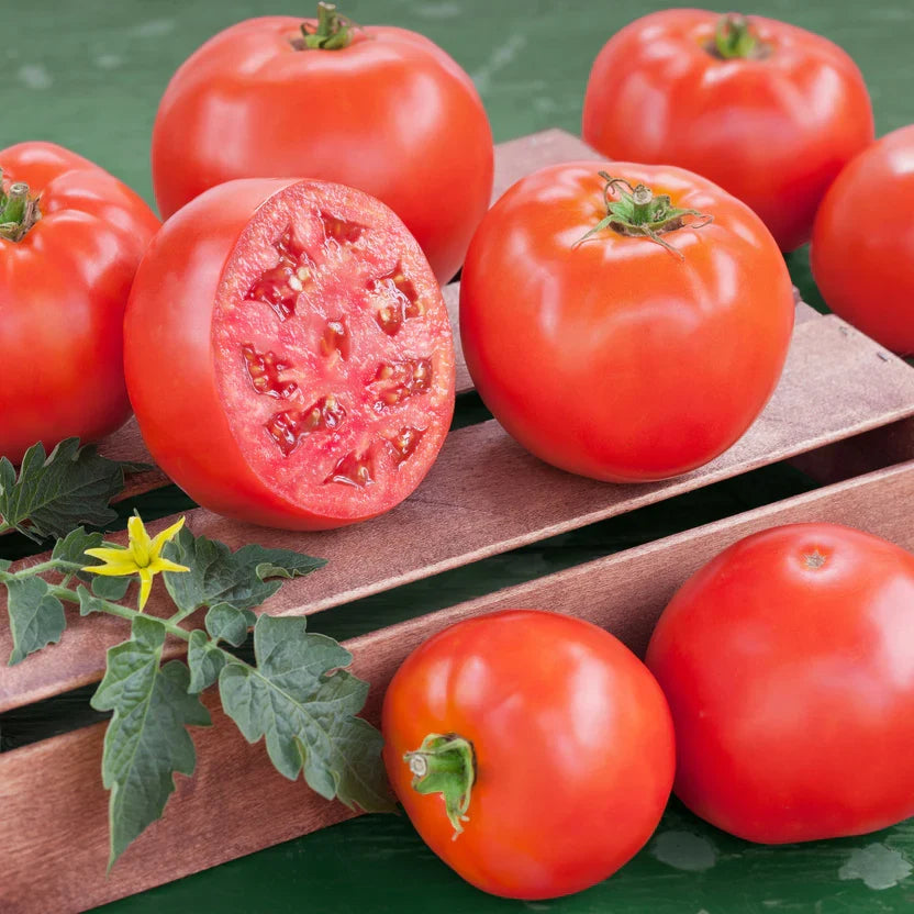 Goliath Tomato Live Plants — 2 Bare-Root 6–10" Heirloom Garden Starter Plants