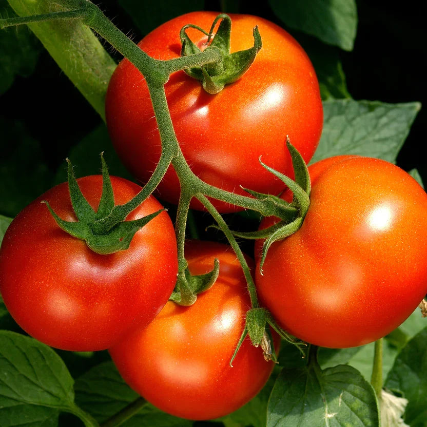 Celebrity Tomato Live Plants (2 count) 6–10" | Disease-Resistant Slicer Tomato