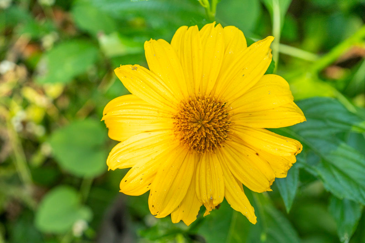 Mexican Sunflower Cuttings – Tithonia diversifolia, 5 Unrooted 6–8" Stems for Pollinators