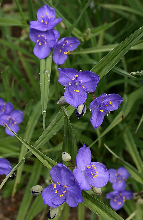 Tradescantia occidentalis Seeds (100) Prairie Spiderwort — Native Perennial Wildflower, Blue-Purple Blooms