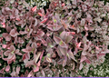 Tradescantia Pale Puma Cuttings – 5 Live Unrooted Tradescantia sillamontana Cuttings for Propagation