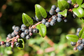 Dusk Huckleberry Seeds (Vaccinium membranaceum) - 125, 300, or 500 Non-GMO Seeds