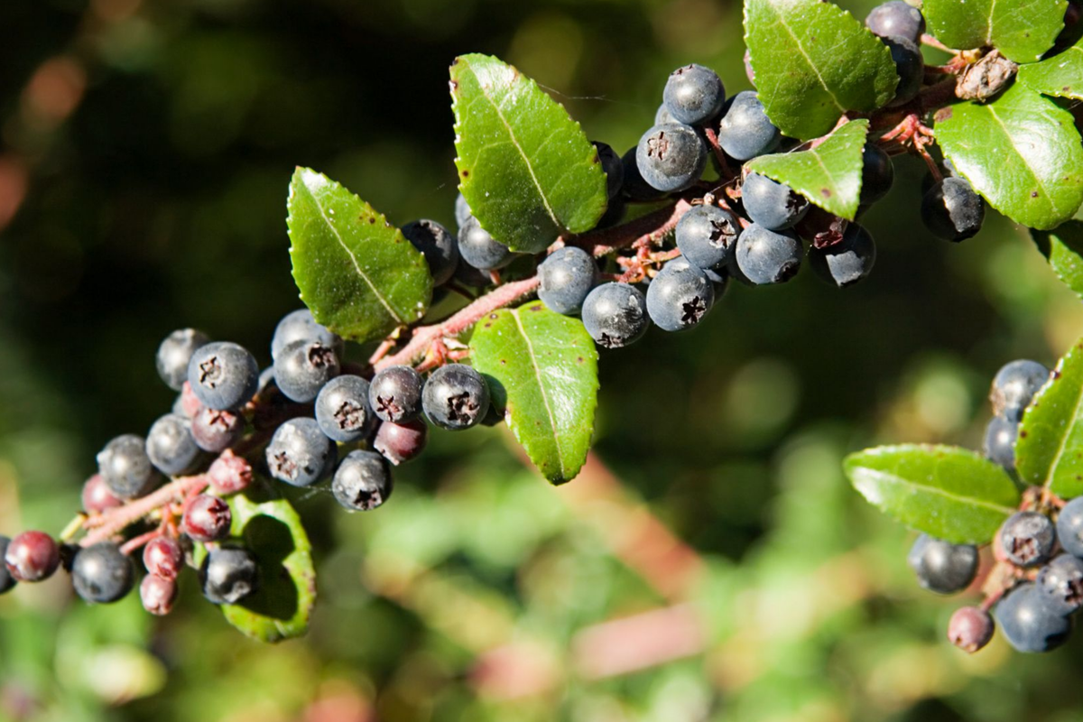 Dusk Huckleberry Seeds (Vaccinium membranaceum) - 125, 300, or 500 Non-GMO Seeds
