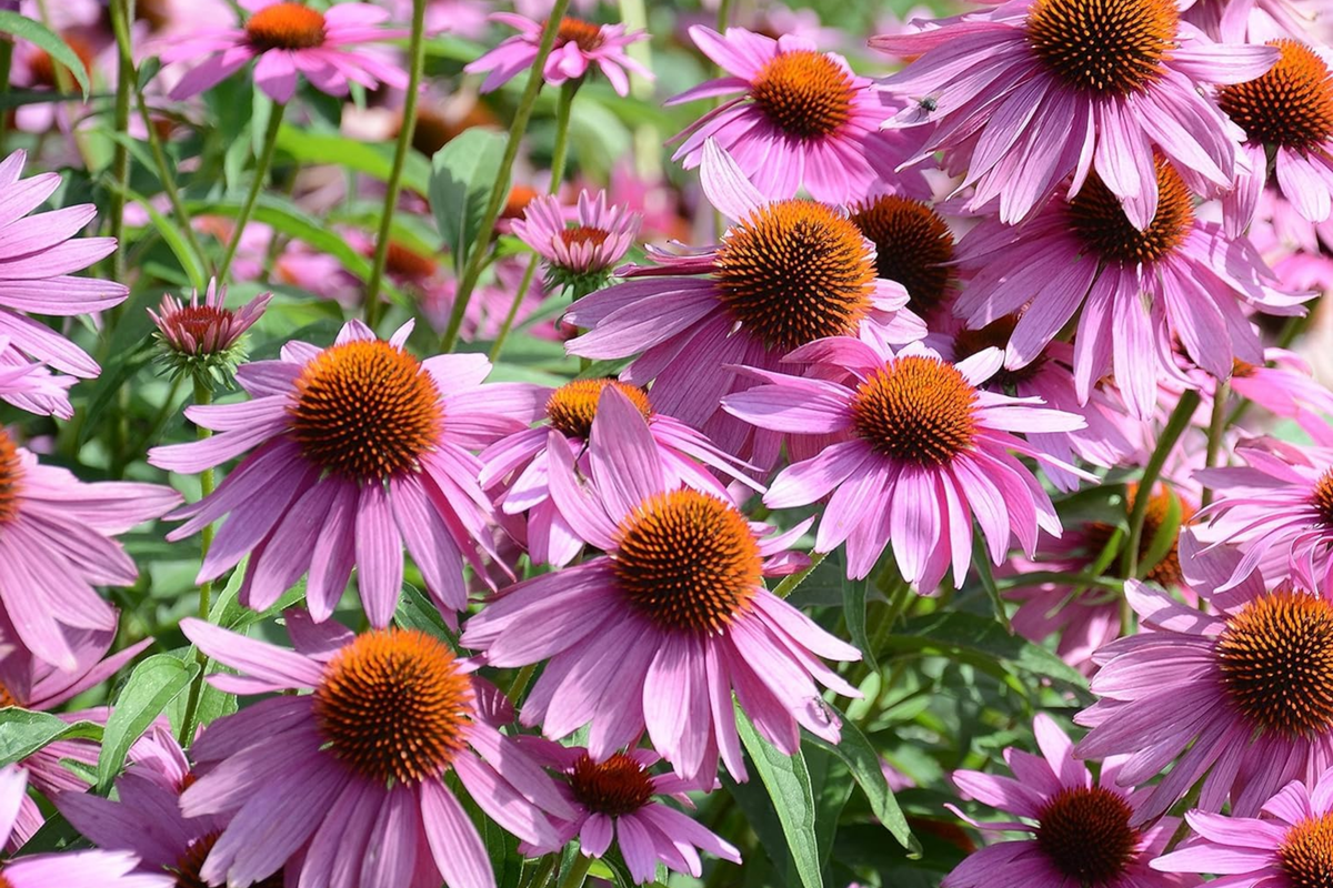Coneflower Seeds 50+ Pack | Echinacea purpurea Annual Seeds