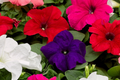 Sun Grand Petunia Seeds - 1000+ Bulk Petunia x hybrida Annual Seeds