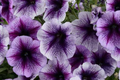 Raspberry Reverie Petunia Seeds - 1000+ Count | Petunia x hybrida
