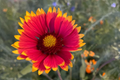 Finesse Blanket Flower Seeds (Gaillardia aristata) - 200 Non-GMO Seeds