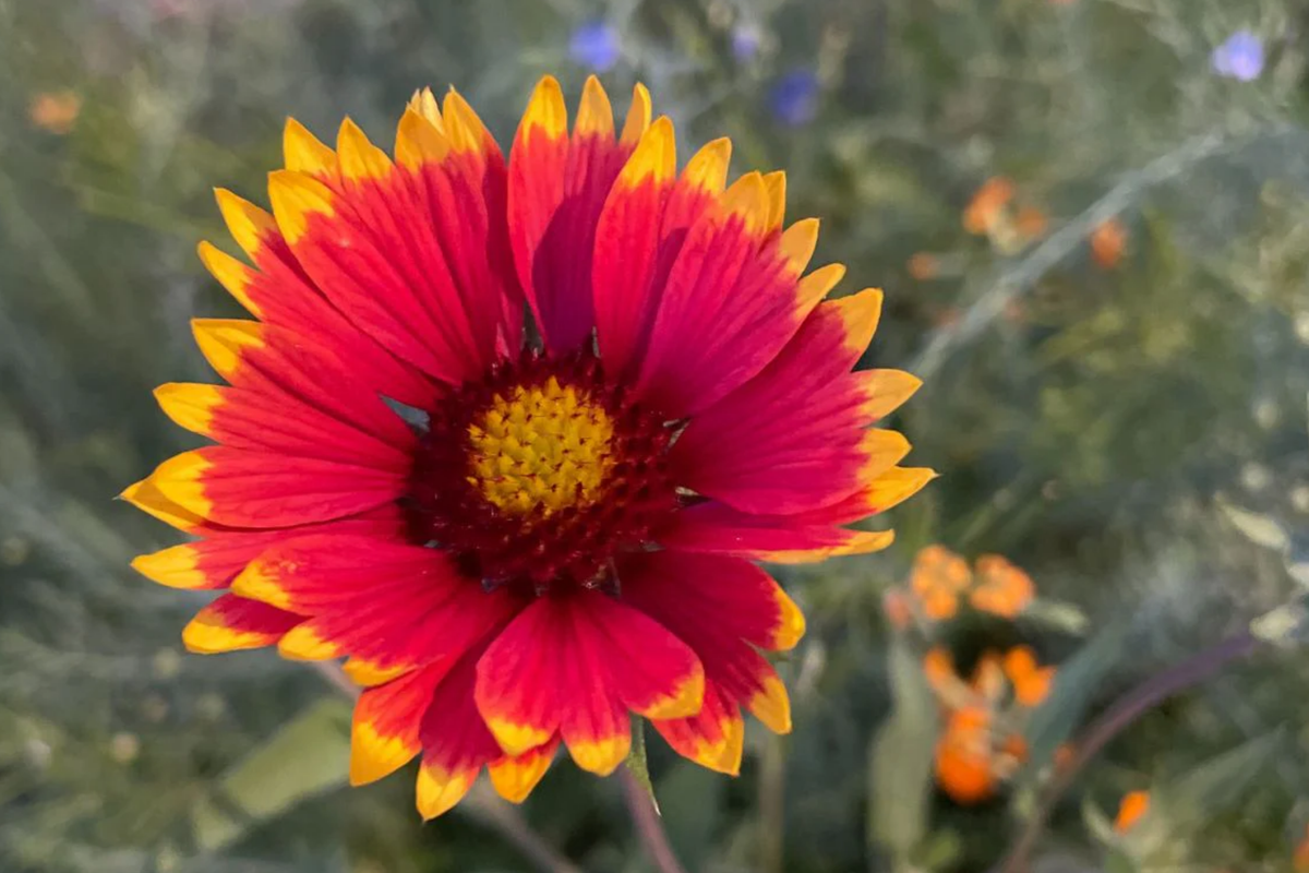 Finesse Blanket Flower Seeds (Gaillardia aristata) - 200 Non-GMO Seeds