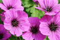 Fragrant Geranium Seeds Packet - Pelargonium spp. | 100 Seeds