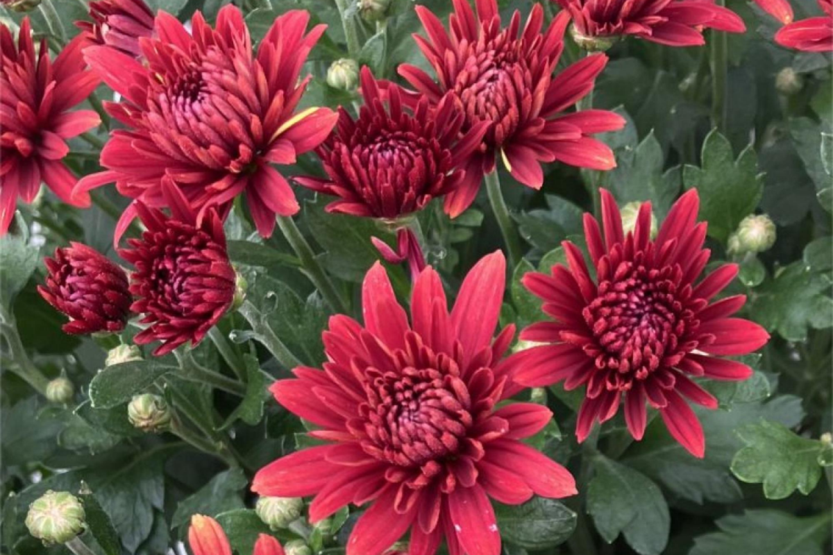 Destino Peaches Mum Chrysanthemum Seeds - 200+ Seeds, Fall Bloom, Chrysanthemum morifolium