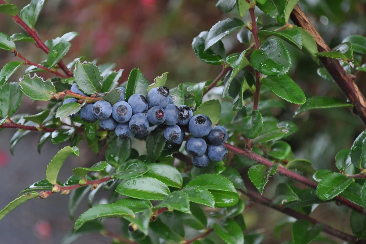Dusk Huckleberry Seeds (Vaccinium membranaceum) - Non-GMO, 125/300/500 Seeds