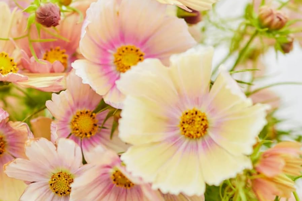 Cosmos Flower Seeds - Cosmos bipinnatus, 35+ Seeds, Annual, Easy Grow