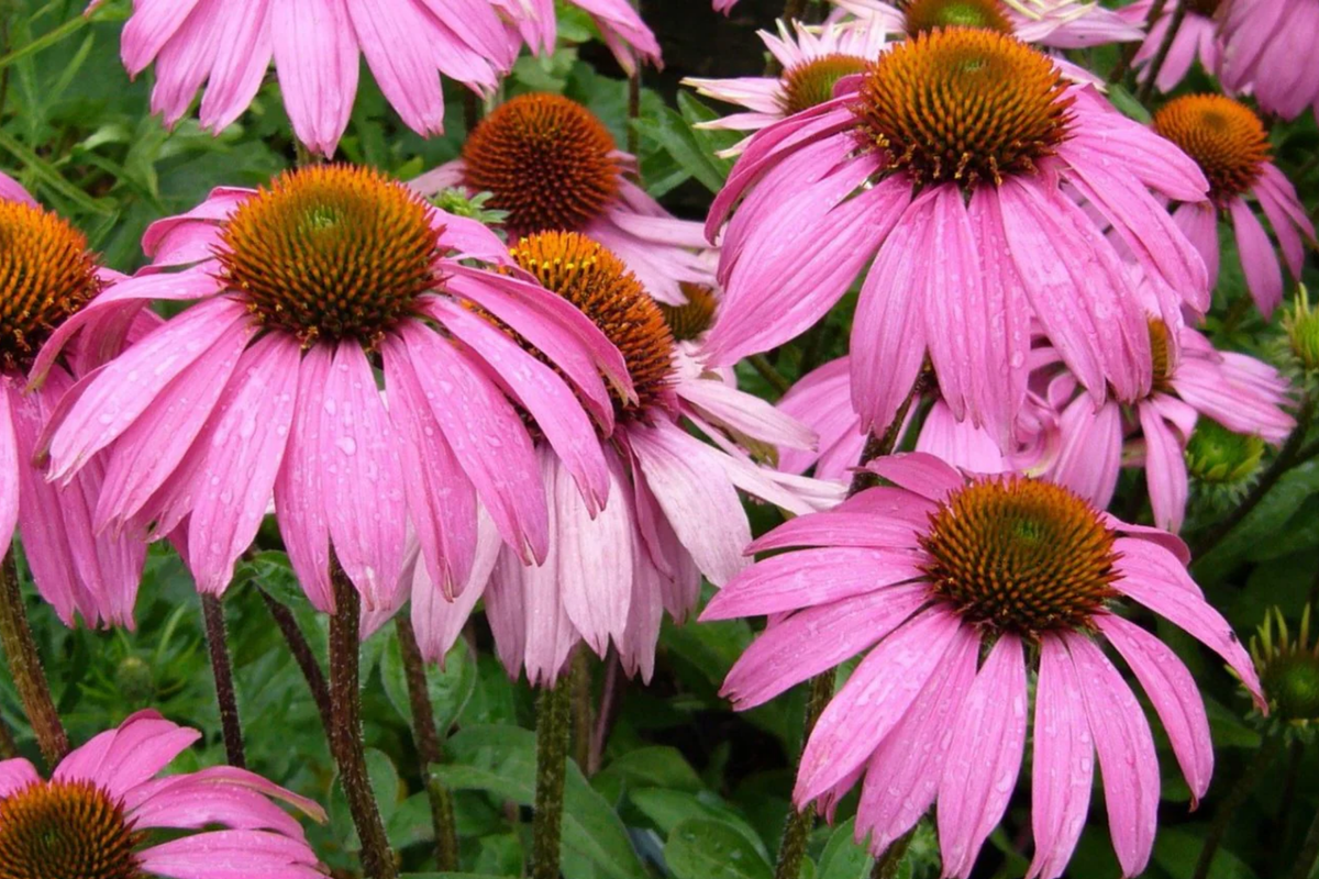 Coneflower Seeds (Echinacea purpurea) - 50+ Seeds, Annual, Full Sun to Partial Shade