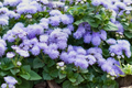 Ageratum Seeds Lavender Mist - 150 Seeds - Annual Flower (Ageratum houstonianum)