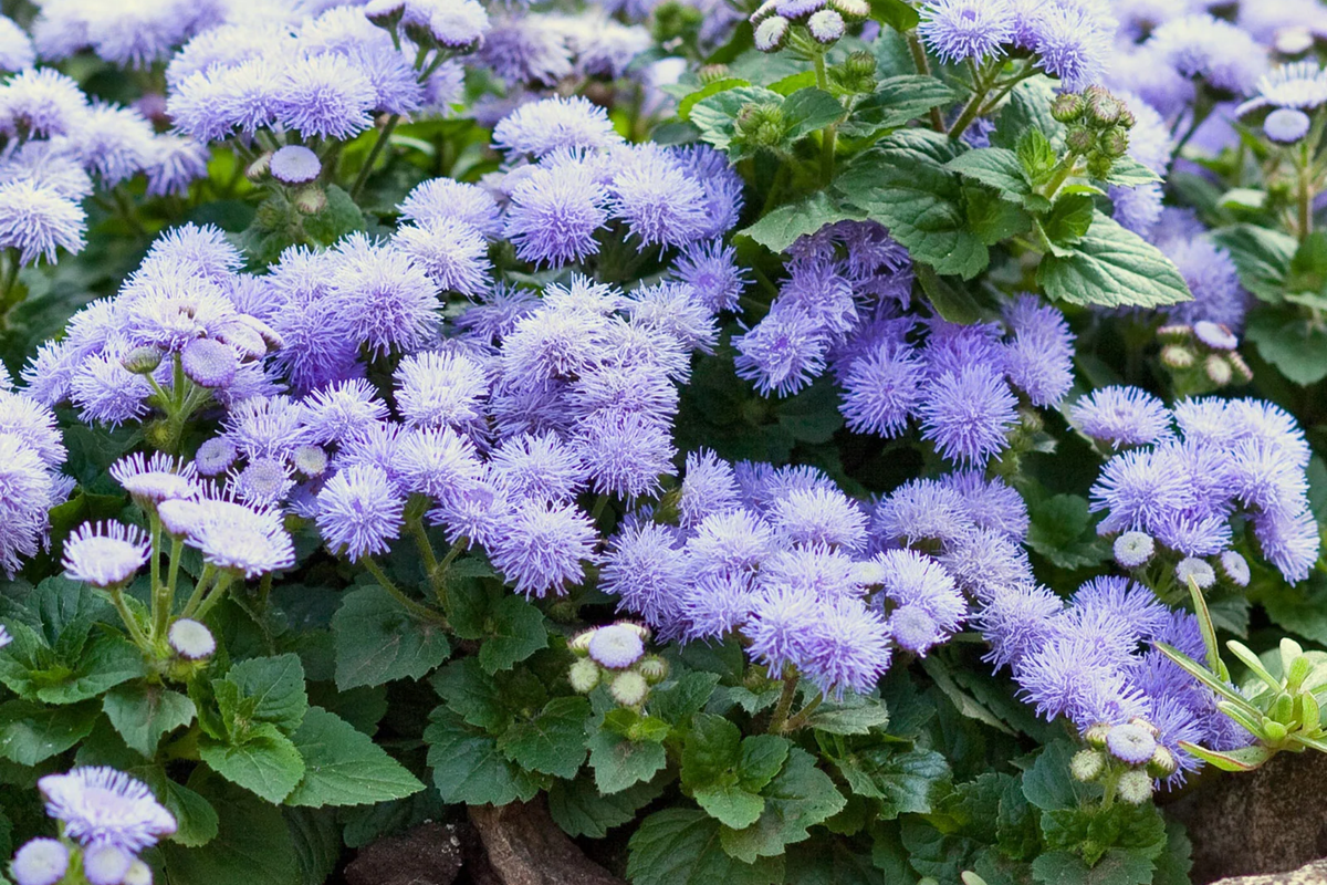 Ageratum Seeds Lavender Mist - 150 Seeds - Annual Flower (Ageratum houstonianum)