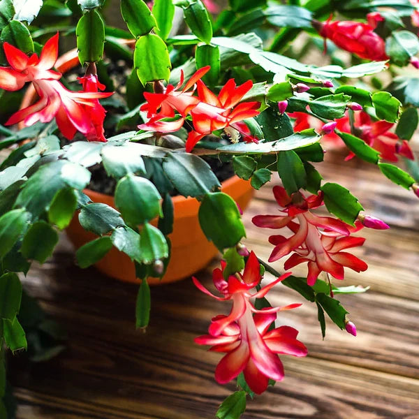 Red Christmas Cactus Live Plant - Bare-root 5–6" Schlumbergera, Holiday Blooming Houseplant