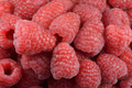 Aurora Raspberry Seeds (Rubus idaeus) - Non-GMO, Bulk 125/300/750 Seeds