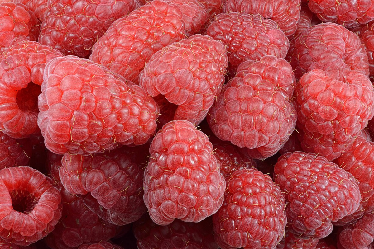 Aurora Raspberry Seeds (Rubus idaeus) - Non-GMO, Bulk 125/300/750 Seeds
