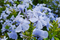 Phlox Seeds - Blue Moon Variety (125 Seeds) - Phlox paniculata - Annual Garden Flower