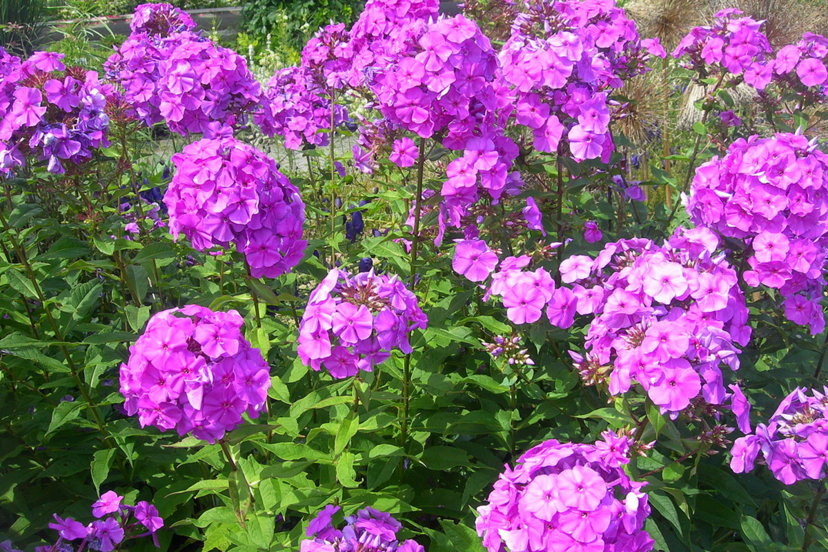 Bungaa Phlox Seeds - 125 Seeds, Phlox paniculata, Annual Flower