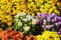 Mango Dream Mum Seeds - 200+ Chrysanthemum Seeds | Annual Flowers