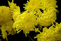 Chrysanthemum Seeds - Silken Majesty Mum (Chrysanthemum morifolium) 200+ Seeds