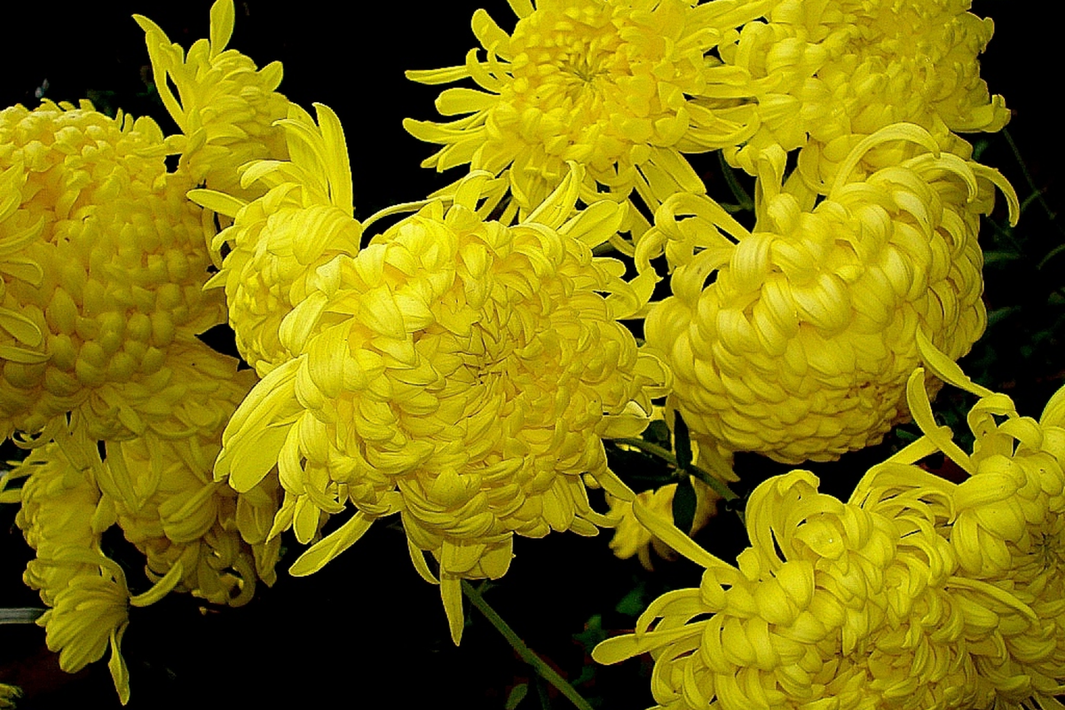 Chrysanthemum Seeds - Silken Majesty Mum (Chrysanthemum morifolium) 200+ Seeds