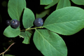 Azure Huckleberry Seeds Vaccinium membranaceum - Non-GMO Seed Pack 125/300/500