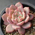 Echeveria Ariel – Bare Root 2–3" Rare Pastel Succulent