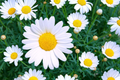 Shasta Daisy Seeds | Heirloom Non-GMO Flower Seeds | Leucanthemum × superbum