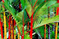 Red Sealing Wax Palm Tree Seeds, 10 Pack, Cyrtostachys renda, Indoor House Plant Seeds