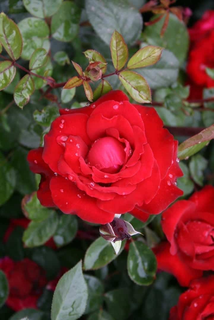 Black Cherry Rose Cuttings (3 Unrooted) Rosa 'Black Cherry' for Rooting & Grafting