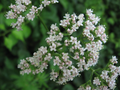 Valerian Plant Valeriana officinalis Starter Plant Live Perennial Herb