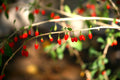 Goji Berry Cuttings – 10 Unrooted Lycium barbarum for Propagation