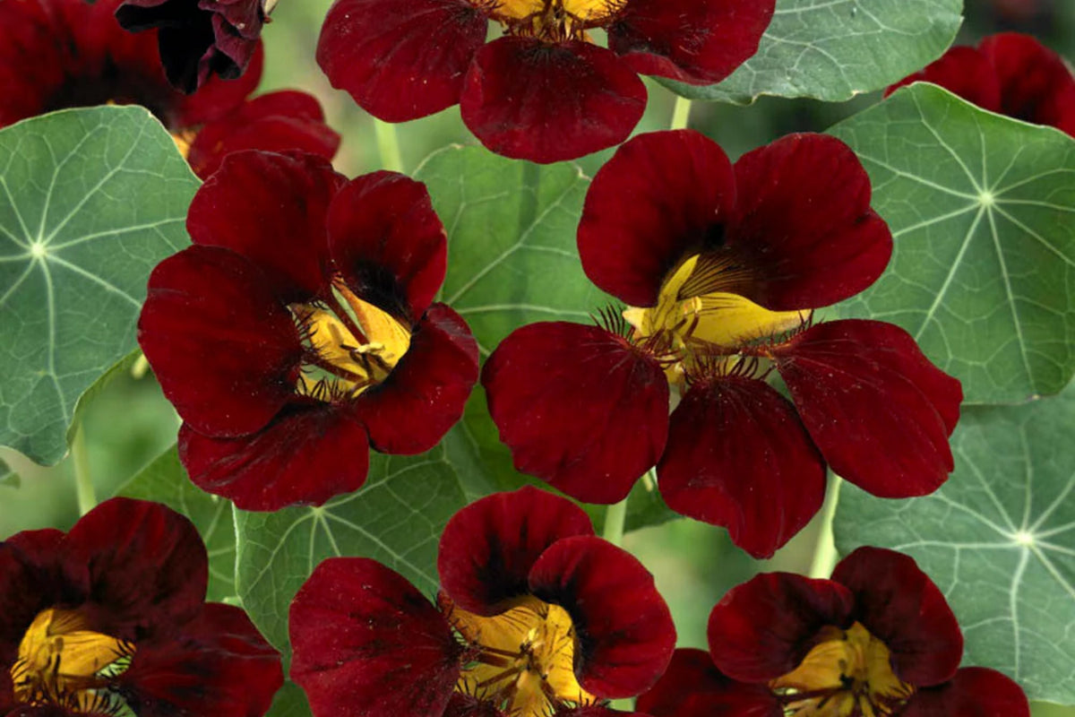 Black Velvet Nasturtium Seeds - Heirloom Non-GMO Variety - Tropaeolum majus - Free Shipping