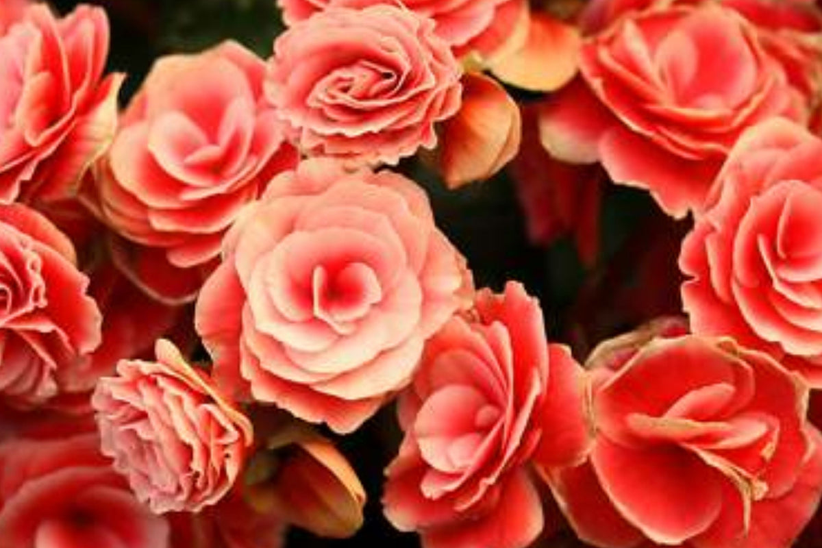 Begonia Seeds - 45/125 Seeds - Sunny Zing Variety - Non-GMO - Flower Seeds (Begonia)