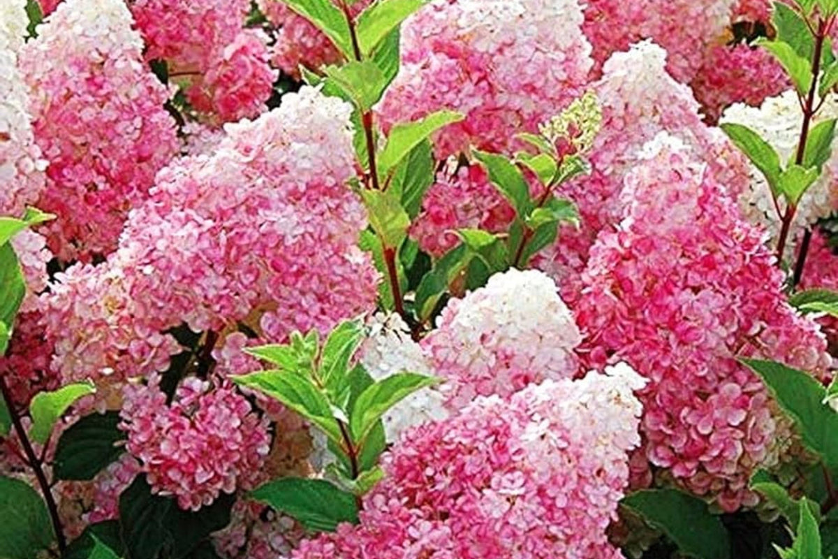 50+ Mix Perennial Flower Seeds - Vanilla Strawberry Hydrangea (Hydrangea paniculata) for Planting in Garden