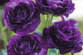 Mixed Lisianthus Flower Seeds - 300+ Perennial Eustoma Seeds for Outdoor Planting, Cut Flowers