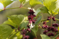 Himalayan Honeysuckle Seeds - 1000 Bulk Hardy Perennial (Leycesteria formosa) - Maries Green Garden